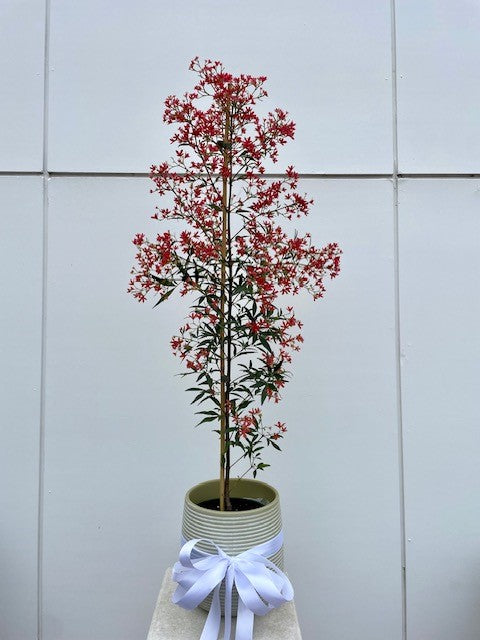 Potted Christmas Bush