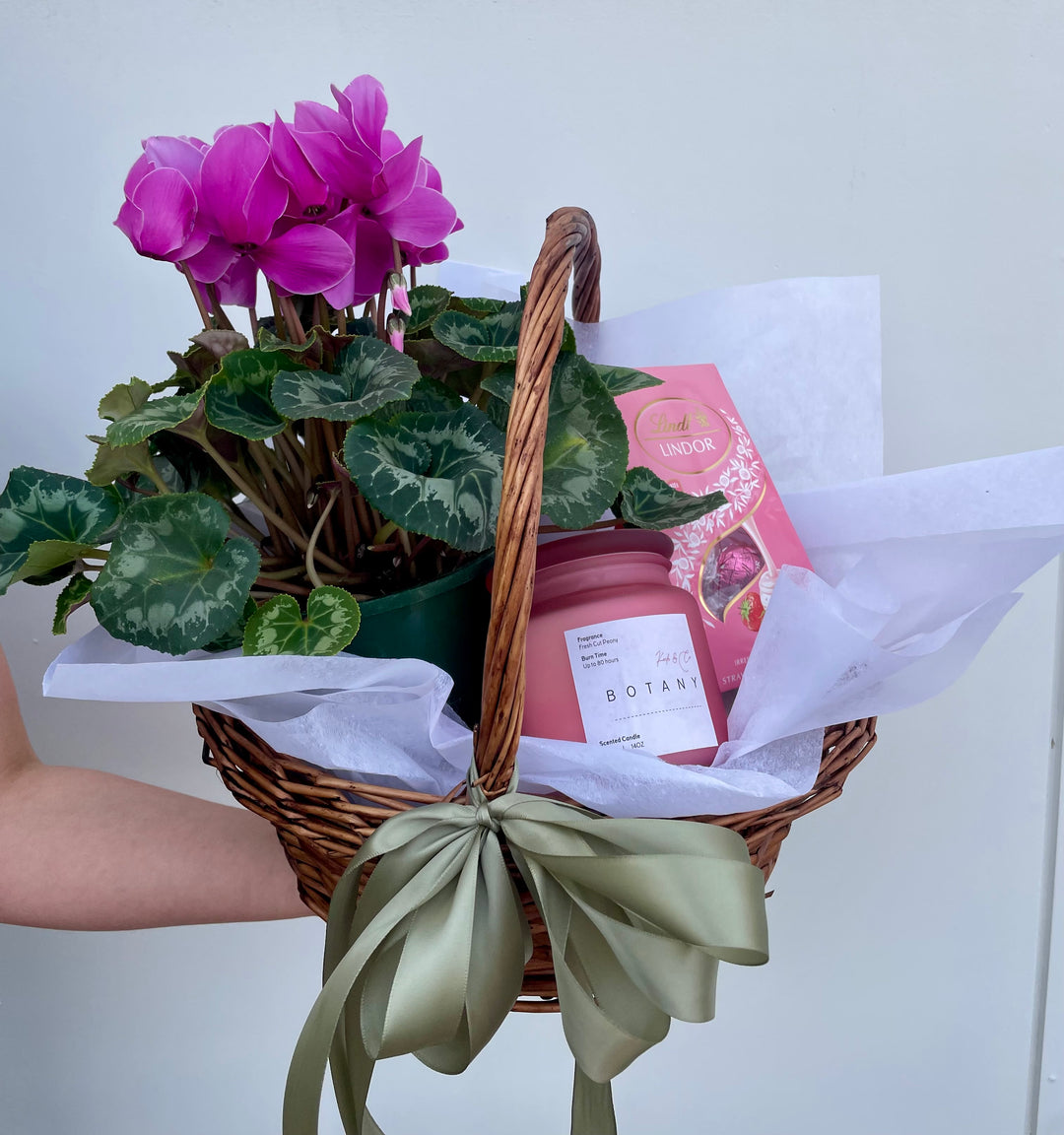 Cyclamen Bundle