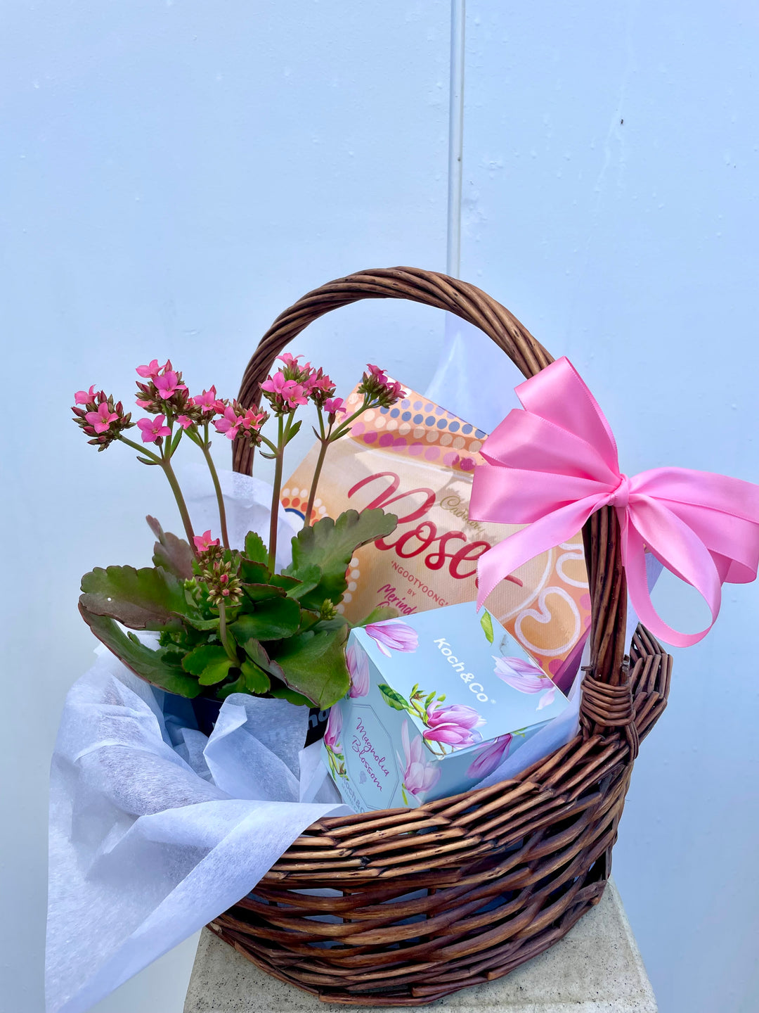 Kalanchoe Bundle