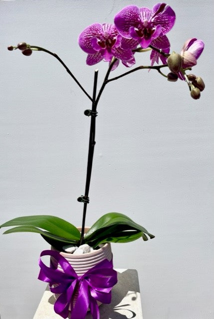 Potted Coloured Orchid