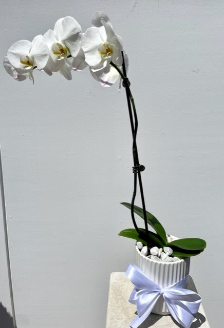 Potted White Orchid