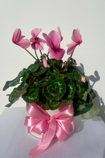 Potted Cyclamen